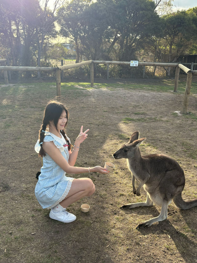 現實版神奇動物在哪裡袋鼠王國超全攻略 現實版神奇動物在哪裡袋鼠王國超全攻略