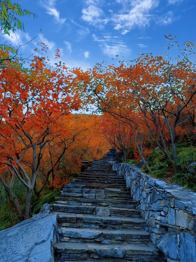 北京坡峰嶺,被國家地理認證的紅葉天花板! 北京坡峰嶺,被國家地理認證的紅葉天花板!