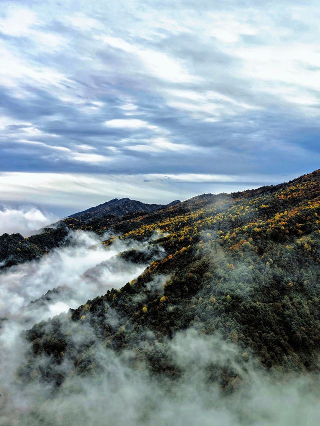 錯過等一年！成都周邊秋日彩林免費開放