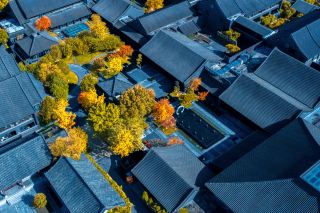 Autumn in Qufu is hidden in the ginkgo trees and the comfort of JW Marriott