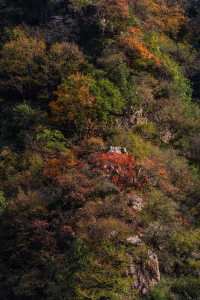 王屋山迎恩宮探店|在皇家道場尋一抹仙氣茶香