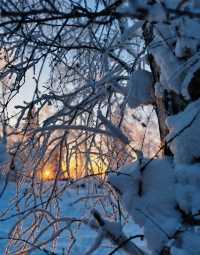 冬日霧淞奇遇記