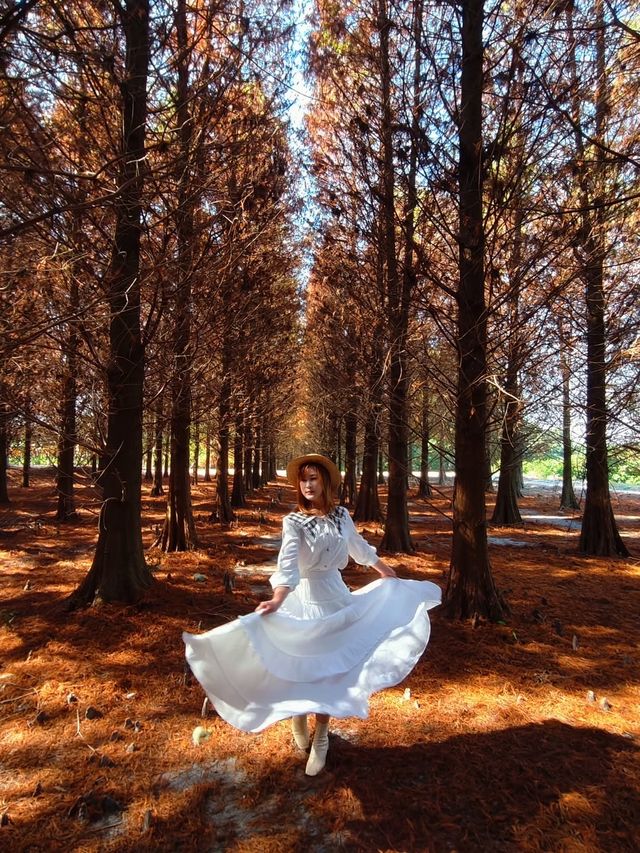絕美!包場整個落羽松林的韓劇級浪漫 絕美!包場整個落羽松林的韓劇級浪漫