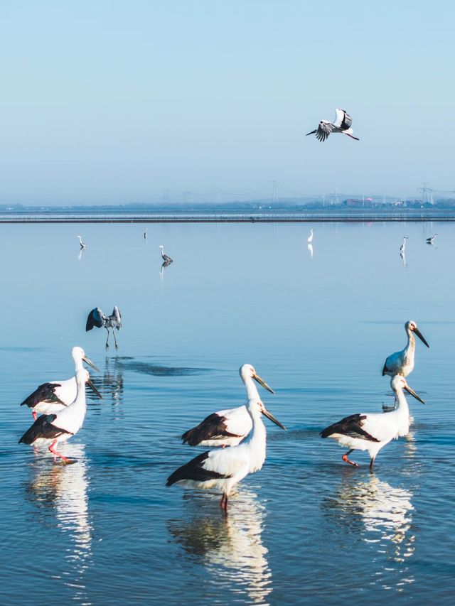 南京賞梅尋雪暴走攻略！12月錯過再等一年