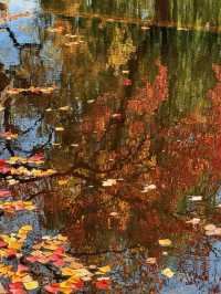 南京莫愁湖已美成油畫了