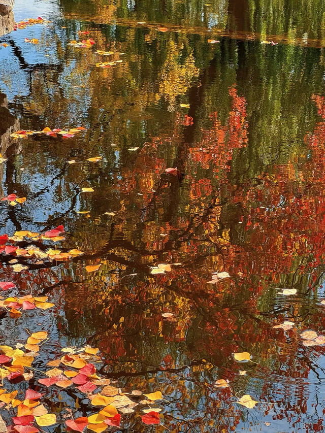 南京莫愁湖已美成油畫了