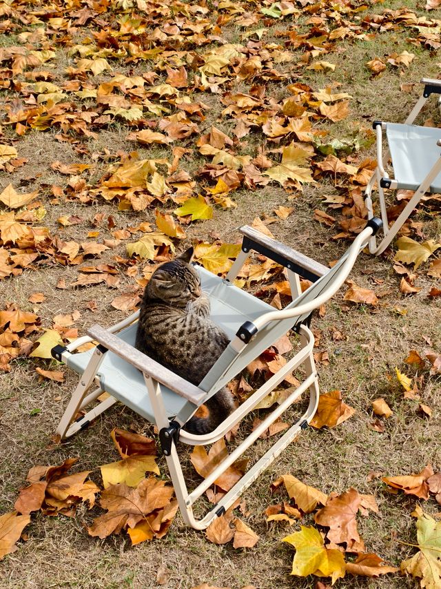 婺源秋色獨家攻略就在銀杏谷民宿