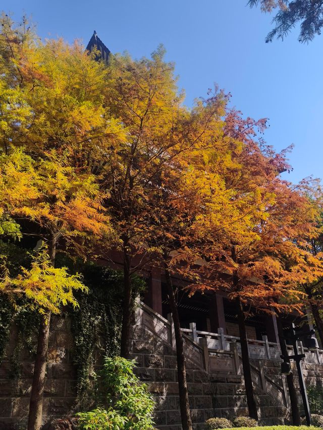 浙江衢州根宮佛國根與佛交織的夢幻之境