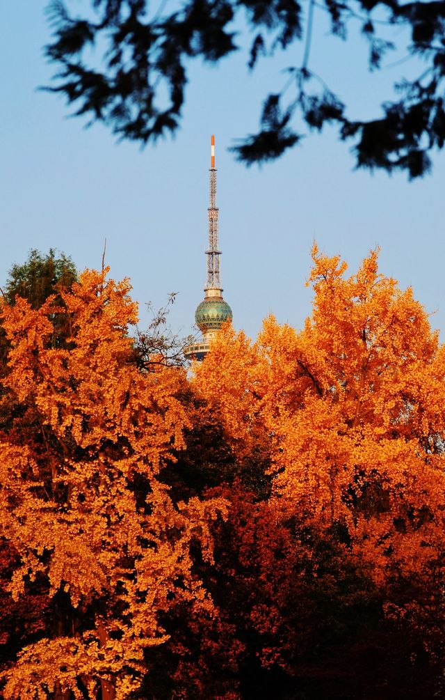 金秋童話專屬—青島中山公園