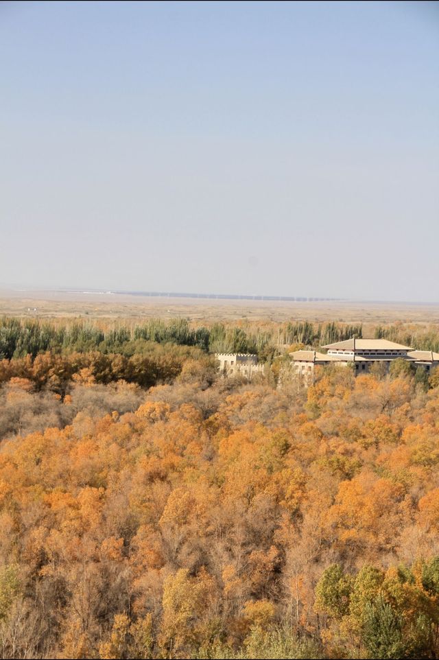 絕美秋色！在金塔胡楊林邂逅金色童話