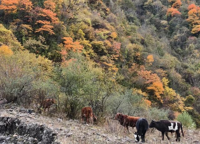 平武沙棘溝彩林形成了,付攻略! 平武沙棘溝彩林形成了,付攻略!