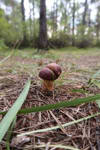 秒變採蘑菇的小伙子