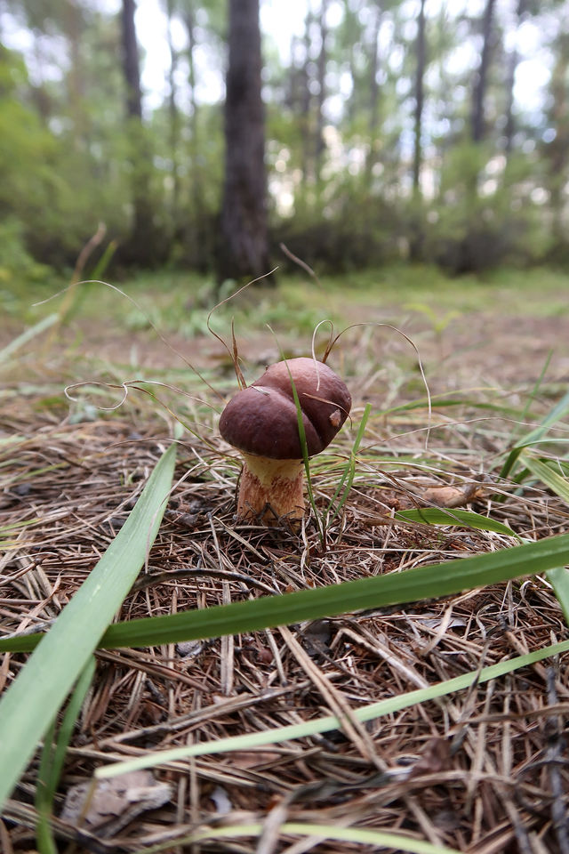 秒變採蘑菇的小伙子