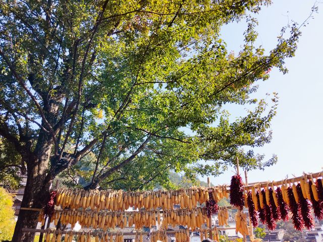 婺源篁嶺：曬出來的千年詩意 當金秋的陽光灑在篁嶺的黛瓦上，一幅流動的千年畫卷就此展開。婺源這座「中