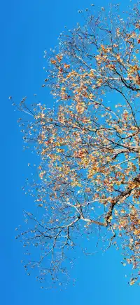 杭州出發|第 站黃山腳下週末兩日賞秋景