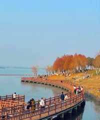 長沙迎來封神的秋天，這些地方真的超美！