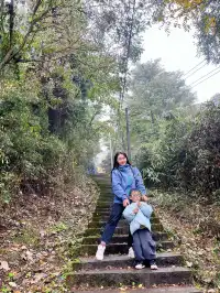 看2025年葛仙山最後一場銀杏雨11.16live