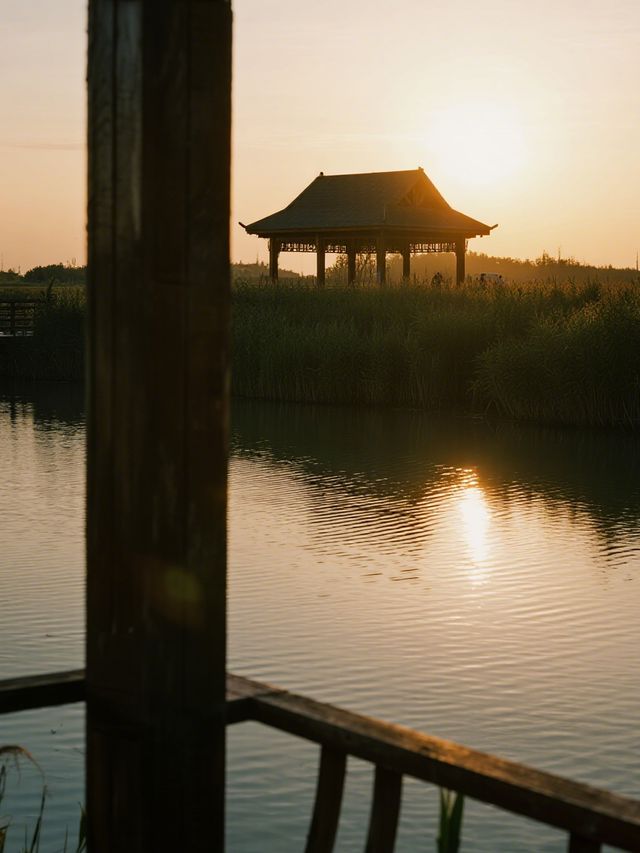 杭州灣濕地公園親子攻略!觀鳥+科普+遛娃一站 杭州灣濕地公園親子攻略!觀鳥+科普+遛娃一站