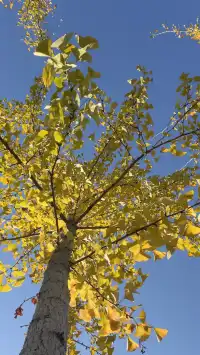 這裡不是瑞士！這裡是千島湖植物園