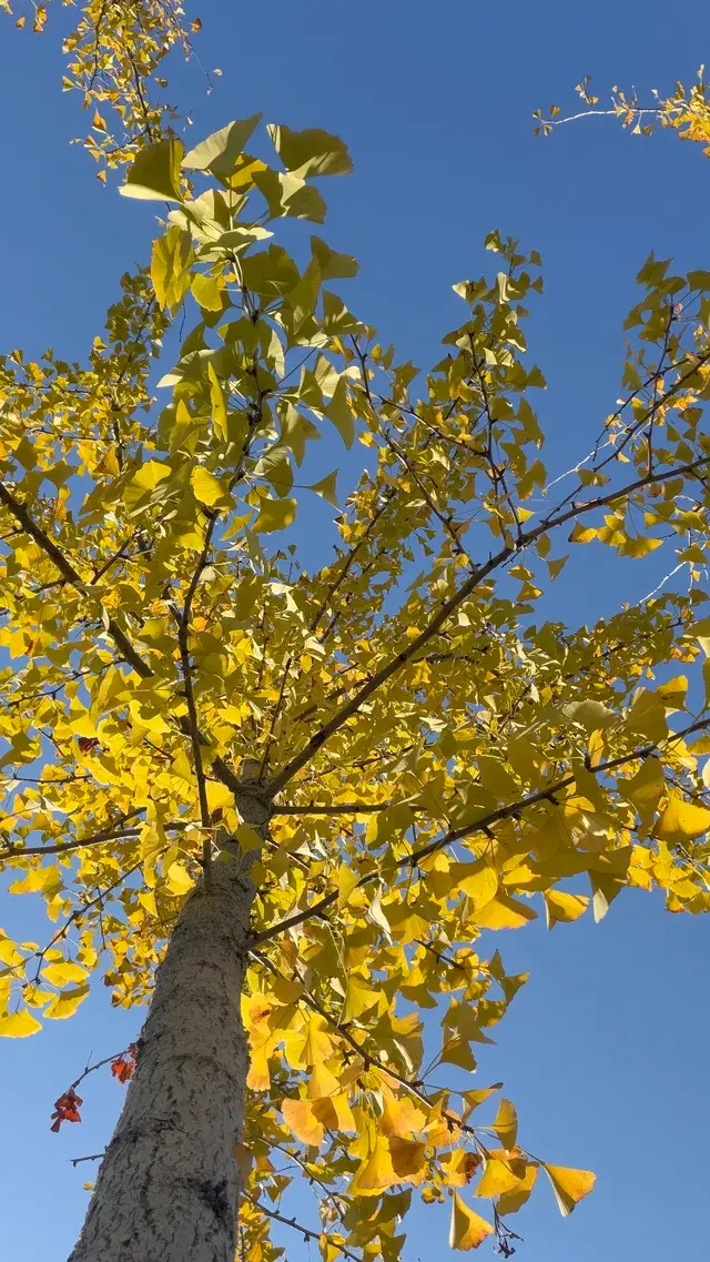 這裡不是瑞士！這裡是千島湖植物園