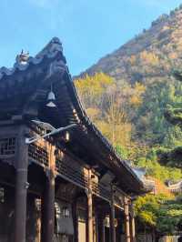 【西安】與千年銀杏來個約定