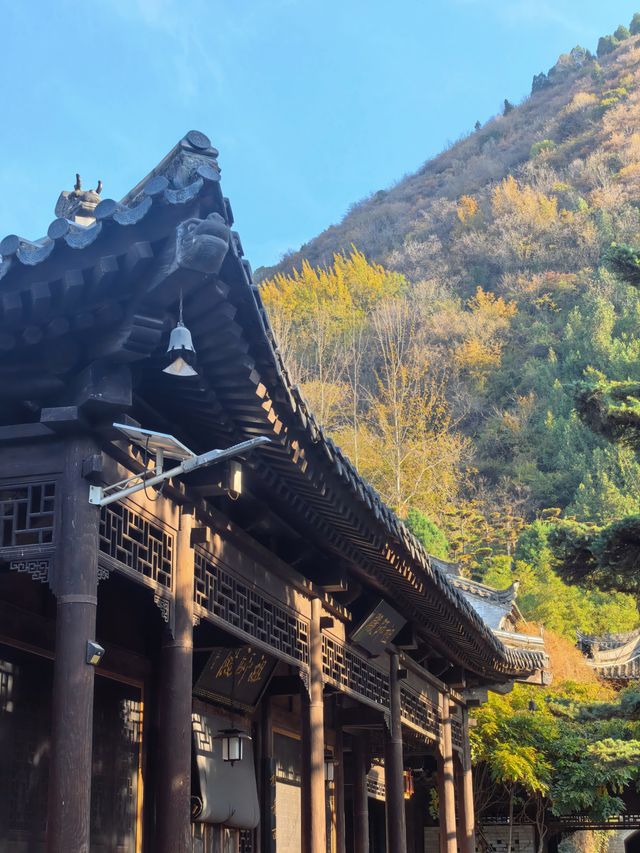 【西安】與千年銀杏來個約定