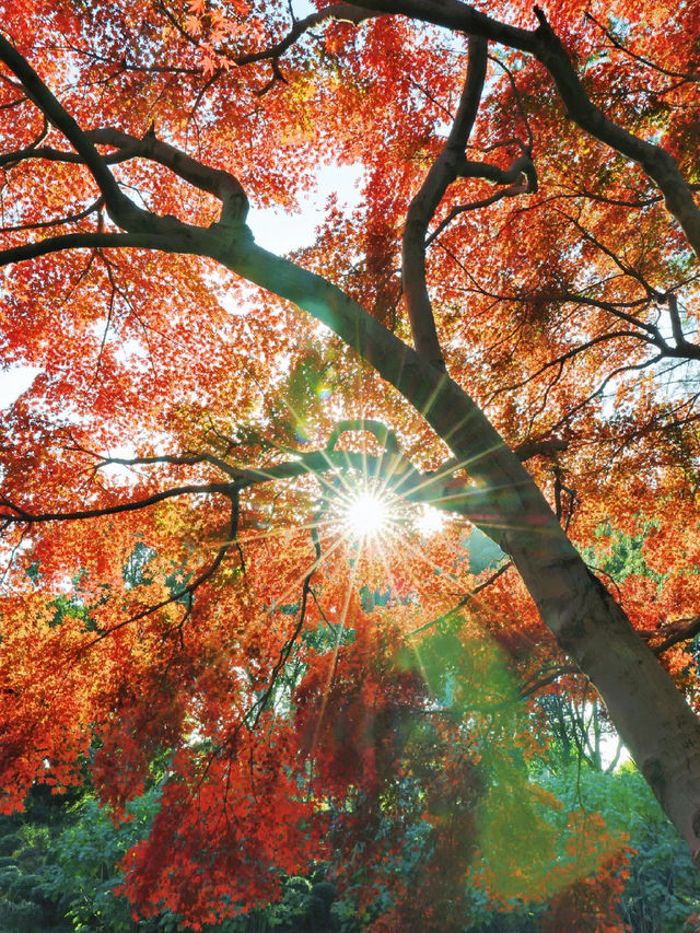 上海東郊賓館|滬上秋景絕絕子人間仙境 上海東郊賓館|滬上秋景絕絕子人間仙境