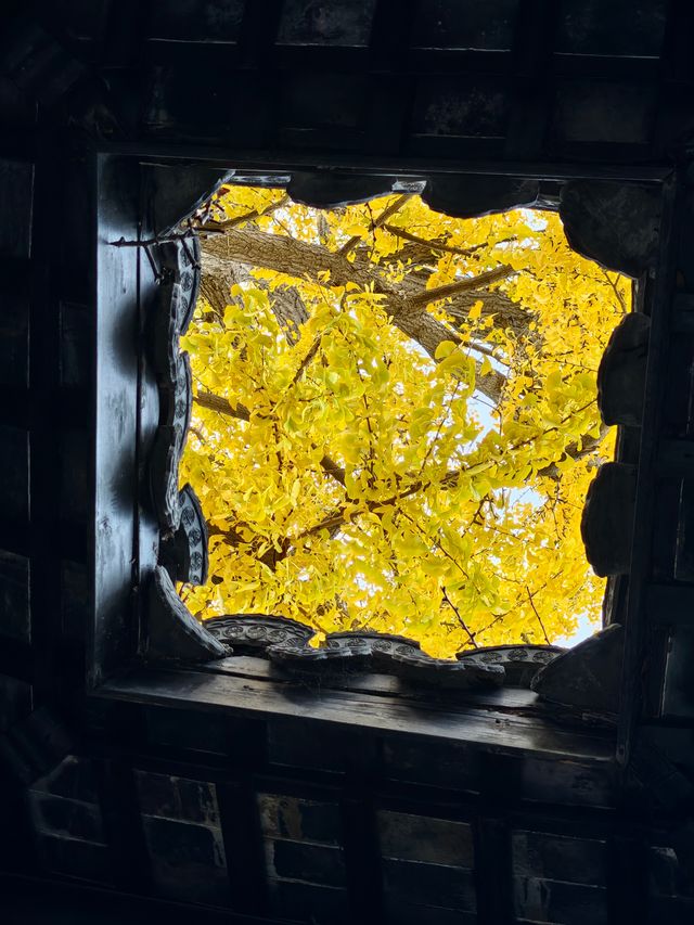 惠山古鎮免費遊玩攻略！秋日限定美景+精華路線