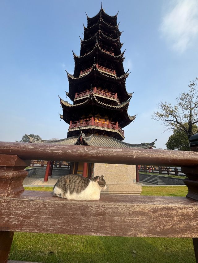 龍華寺的銀杏葉黃啦