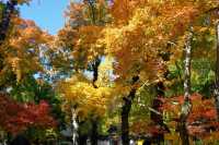 一場秋風,將天平山染成了汴州