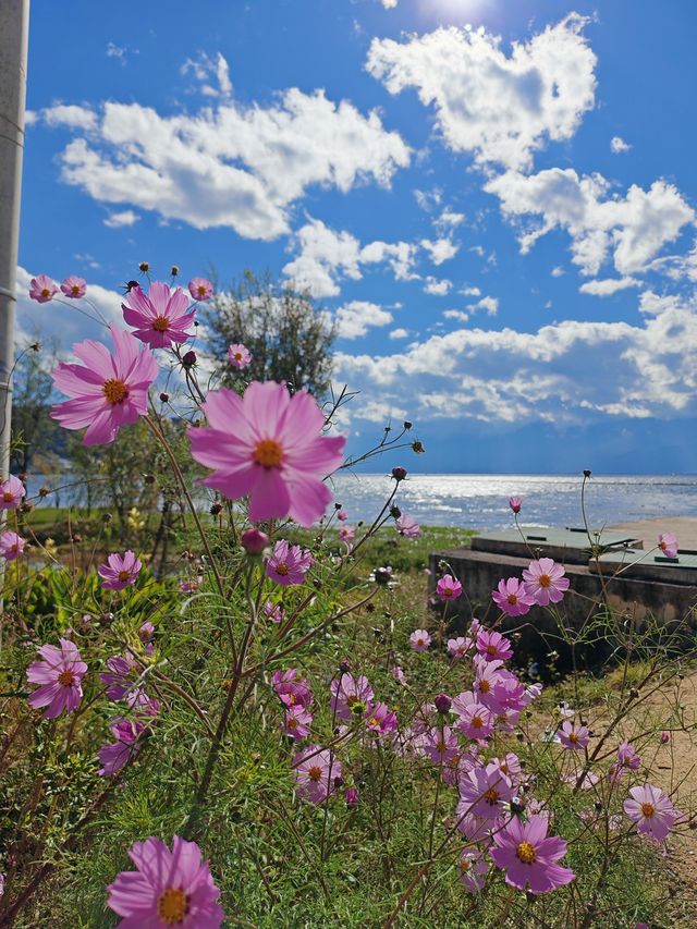 大理海東自駕一日遊｜喜洲稻田+海鷗，承包治癒系美好