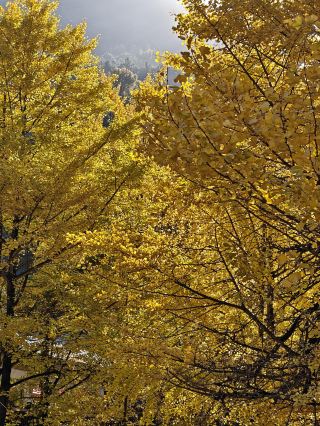 It turns out that ginkgo trees understand autumn best