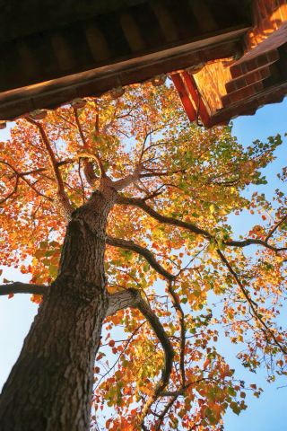 Quanzhou West Lake Autumn Viewing | The Chinese Tallow Tree on Peach Blossom Island is as beautiful as an oil painting