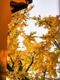 千年古銀杏，就藏在這個淀山湖畔的小眾寺院