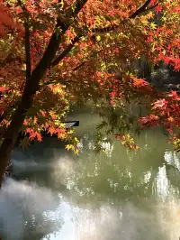 在成都隱藏的江南園林!感受一場盛大的秋天