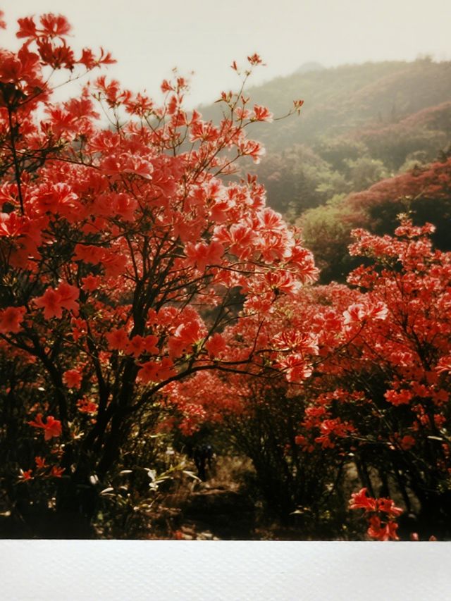 莫干山賞楓12月帶娃解鎖500年楓樹下的浪漫