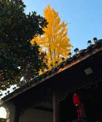 紫微園賞銀杏絕美