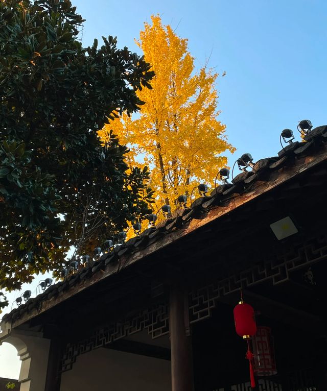 紫微園賞銀杏絕美 紫微園賞銀杏絕美