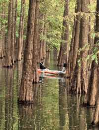 肇慶星湖絕美秋色 黃葉紅杉驚艷整個秋天!
