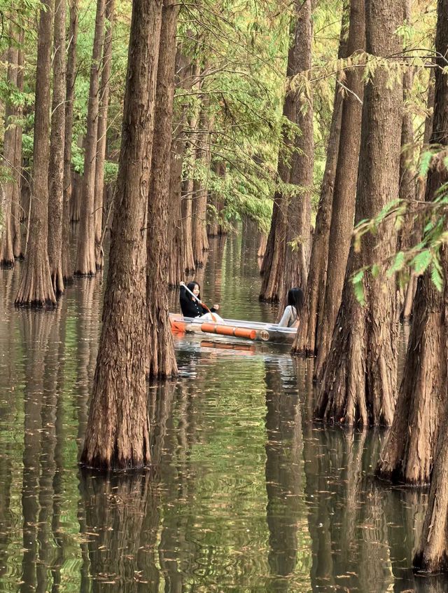 肇慶星湖絕美秋色 黃葉紅杉驚艷整個秋天! 肇慶星湖絕美秋色 黃葉紅杉驚艷整個秋天!