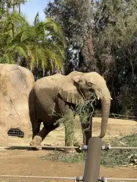 感恩節三天非特種兵帶娃San Diego遊推薦