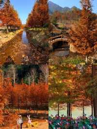 冬日的浪漫是落羽杉給的,太出片了!