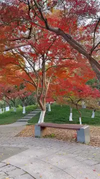 真的紅了武漢青山公園11.27實拍，美絕了