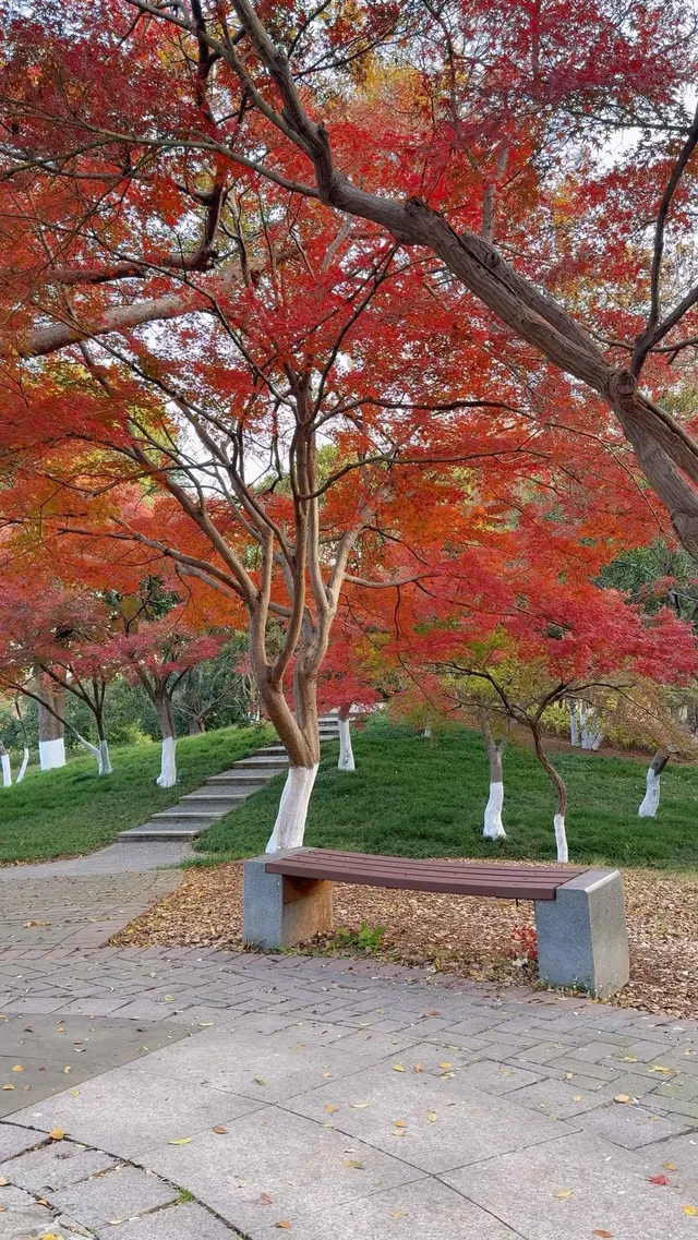 真的紅了武漢青山公園11.27實拍，美絕了