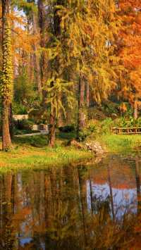 武漢植物園最美的秋景在這裡了