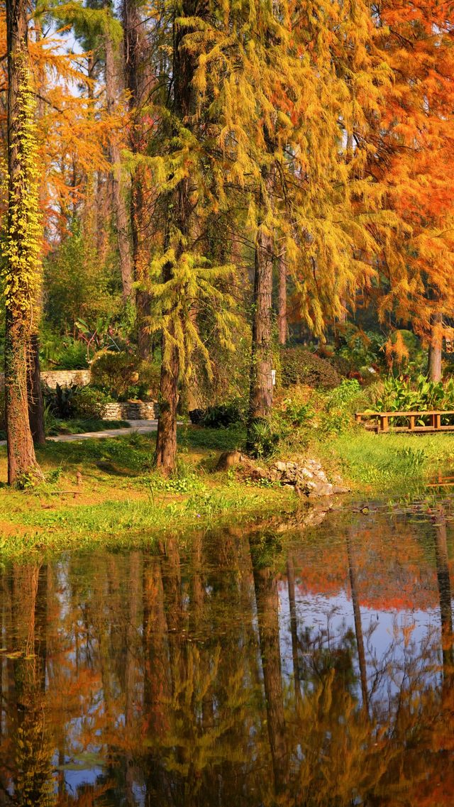 武漢植物園最美的秋景在這裡了 武漢植物園最美的秋景在這裡了