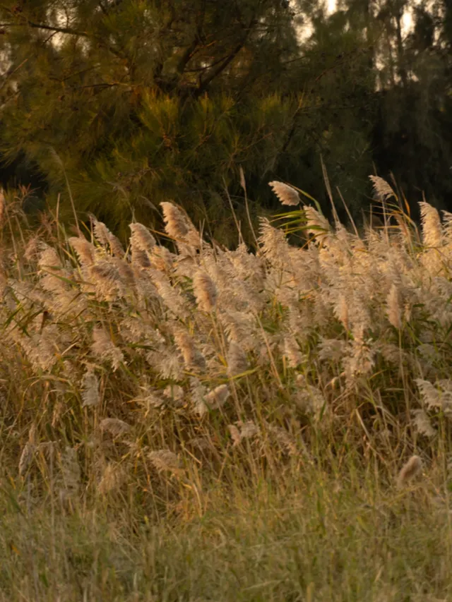 泉州海絲公園|秋天的落羽杉和蘆葦蕩 泉州海絲公園|秋天的落羽杉和蘆葦蕩