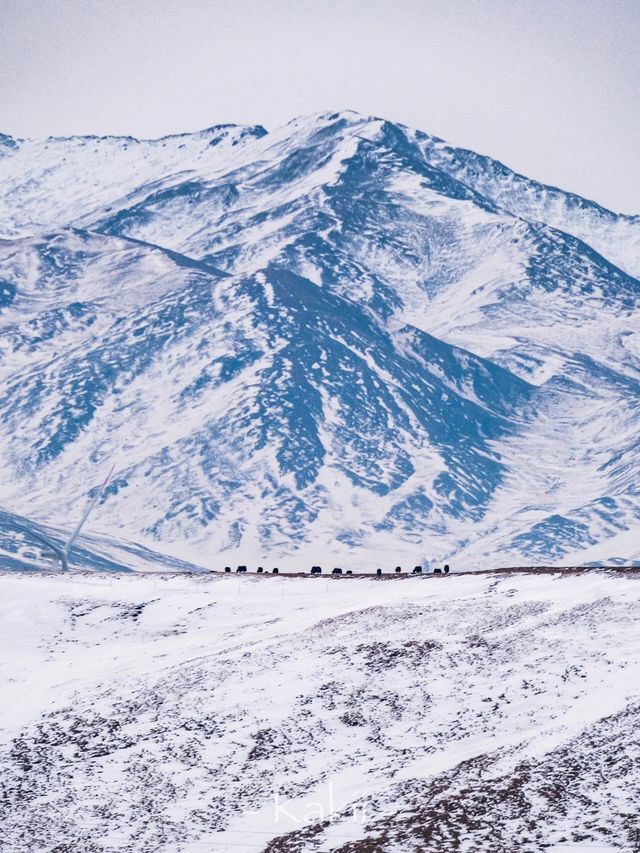 獨享青海冬日秘境 獨享青海冬日秘境