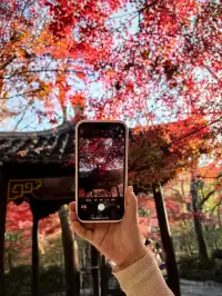 11.29日棲霞山實拍