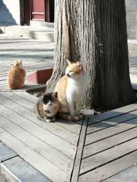 冬日晉祠貓伴遊